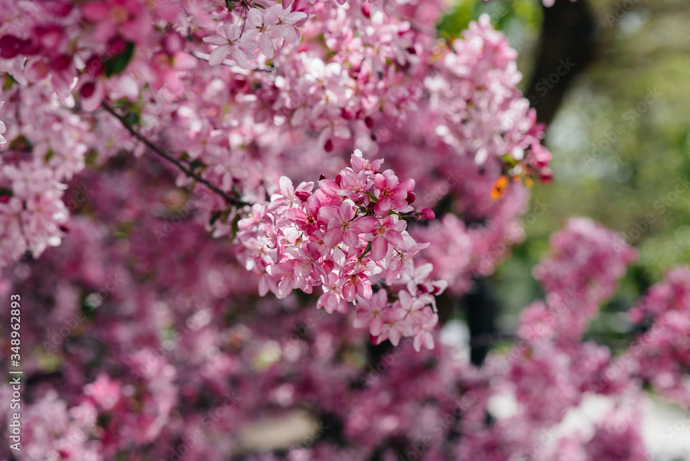 Beautiful, pink blooming Apple tree in the spring garden. Agricultural industry