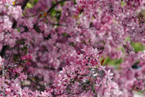 Beautiful  pink blooming Apple tree in the spring garden. Agricultural industry