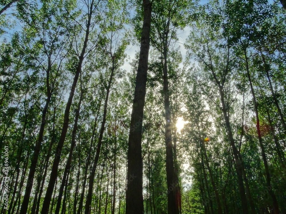 trees in the forest trees in the forest