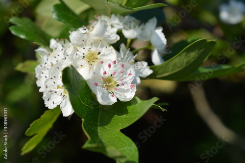 Beautiful white flowers on a hawthorn bush, also known as Crataegus monogyna