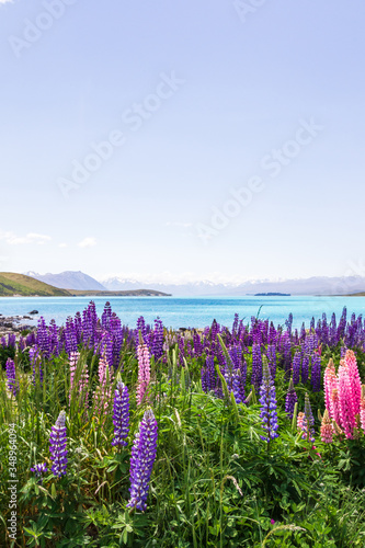 The picturesque shores of Lake Tekapo. New Zealand