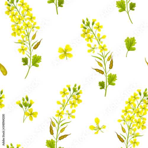 Seamless background of flower and leaves mustard. Vector illustration.