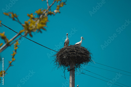 stork in the nest