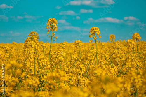 rapeseed