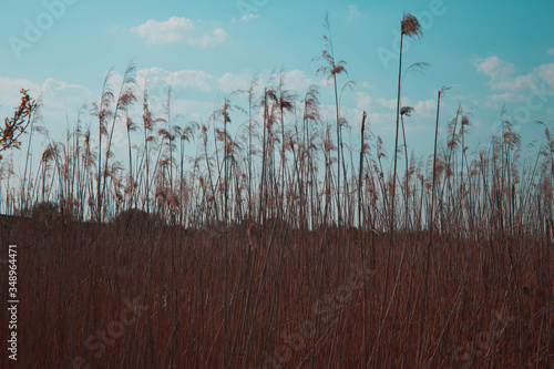 reeds in the wind
