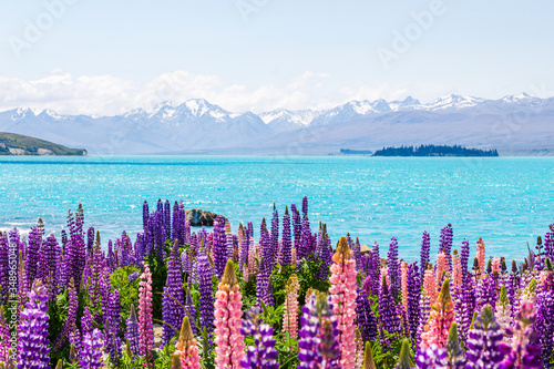 Lupine fields and snow-capped mountains along the shores of Lake Tekapo, New Zealand photo