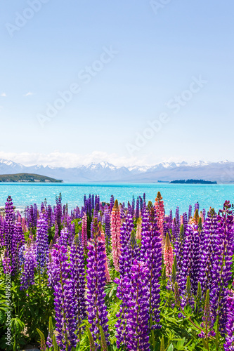 A riot of colors on the shores of Lake Tekapo, New Zealand