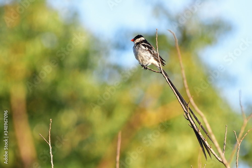 pin tailed whydah in Hluhluwe game reserve in South Africa photo