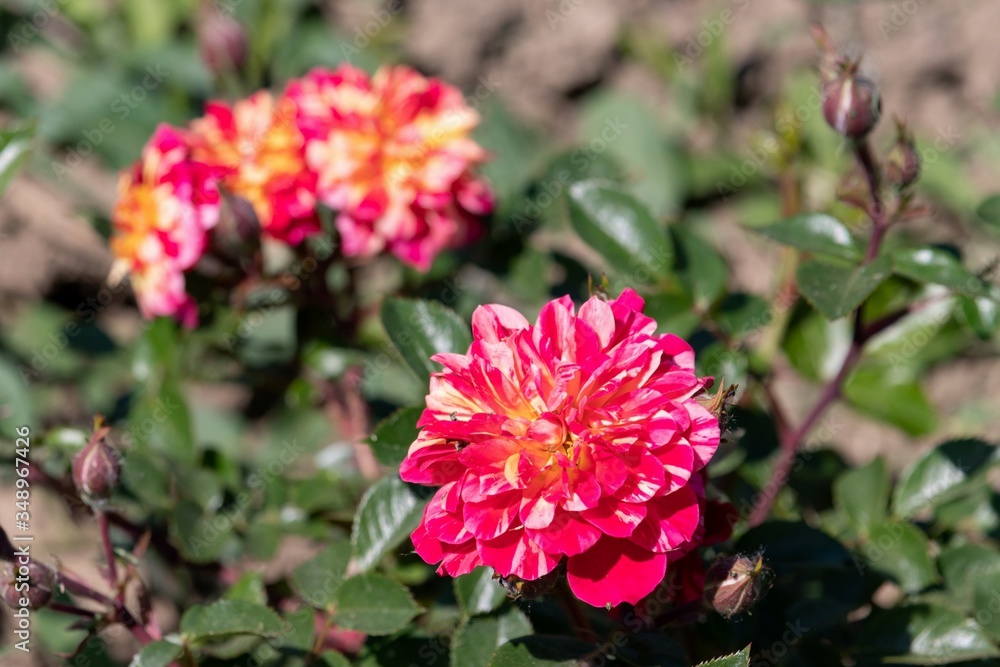 Bicolor pink rose with yellow stripes with buds on a bush shines Bicolor pink rose with yellow stripes with buds on a bush shines