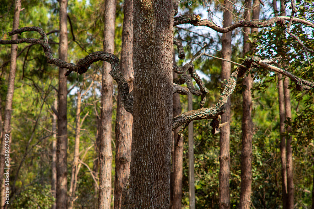 Photos of tall tree trunks in forests that are abundant in nature. Photos of tall tree trunks in forests that are abundant in nature.