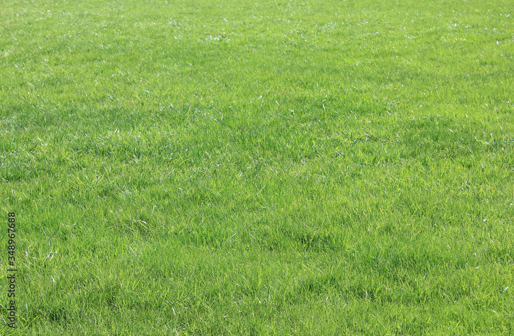 Green grass nature background of garden lawn. Outdoors field view with green grass, empty grassland structure. Natural yard landscape background, fresh green grass texture Green grass nature background of garden lawn. Outdoors field view with green grass, empty grassland structure. Natural yard landscape background, fresh green grass texture