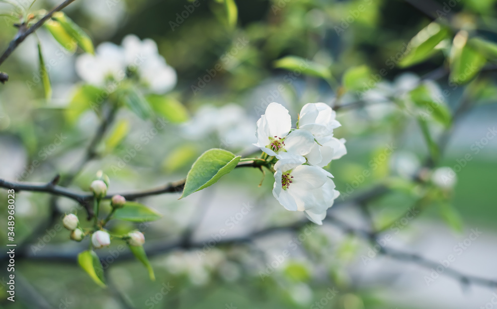 Blooming apple tree in spring time. White flowers Blooming apple tree in spring time. White flowers