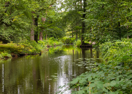 green forest in national park de veluwe
