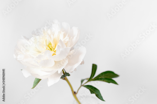 Lonely white peony flower with copy space on the right
