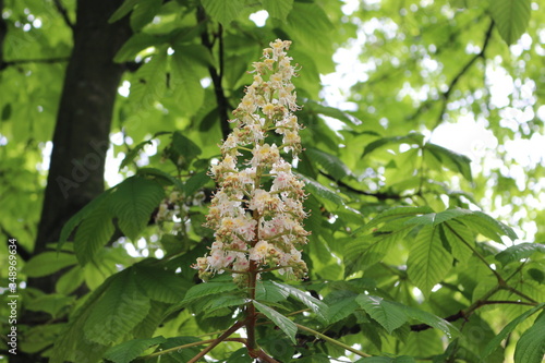 
White candles-flowers decorate chestnut trees in spring