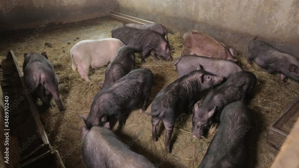 Pigs In A Farm Pigs In A Farm