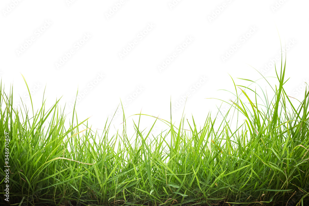 green grass on white background green grass on white background