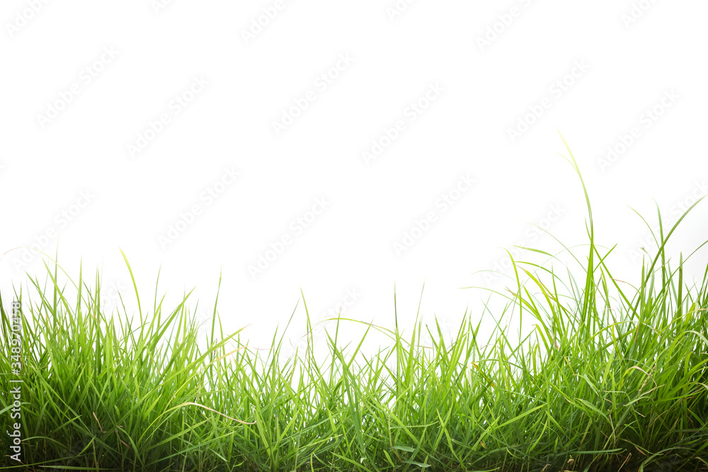 Fototapeta premium green grass on white background