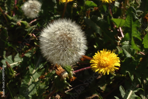 Blowball in my garden. Common dandalion (taraxacum officinale) with seeds. photo