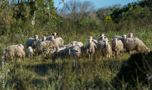 Pecore al pascolo photo