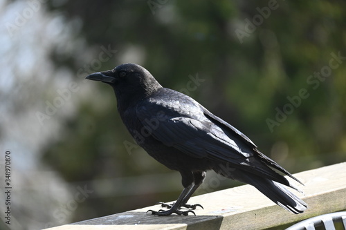 crow in sunlight