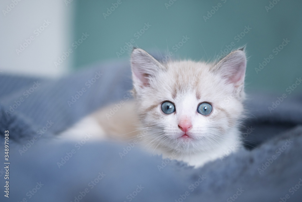 White cute cozy kitten with blue eyes lying on a grey plaid