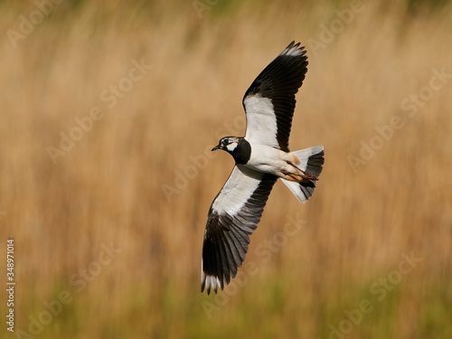Northern lapwing (Vanellus vanellus) in its natural enviroment photo