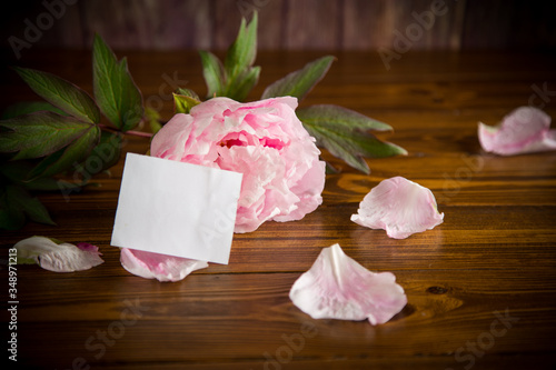 peony pink beautiful flower with petals, empty blank card