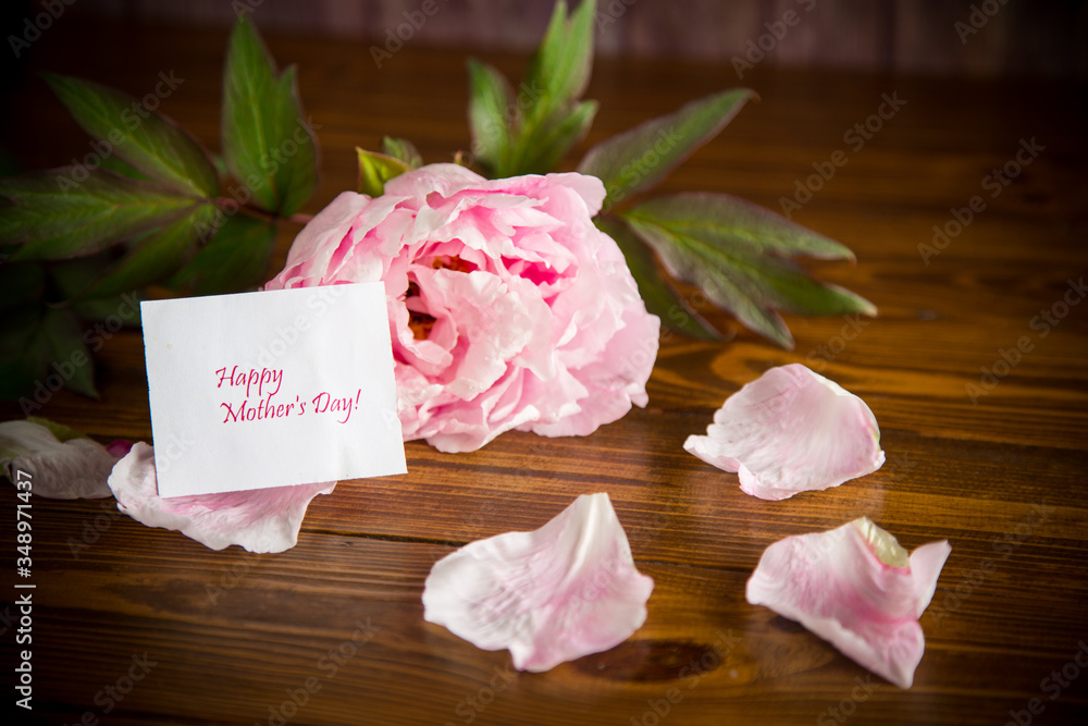 peony pink beautiful flower with petals and greeting card
