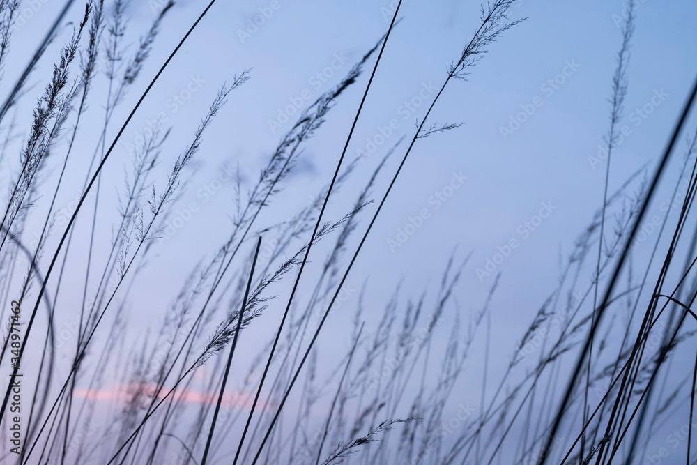 Beautiful bent grass waving in the wind at dusk Beautiful bent grass waving in the wind at dusk