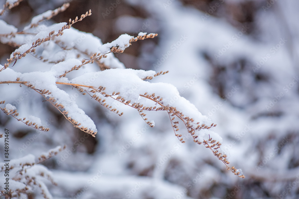 snow on the branches of bushes in winter, dry plants covered with snow, snowfall season, beautiful winter landscape