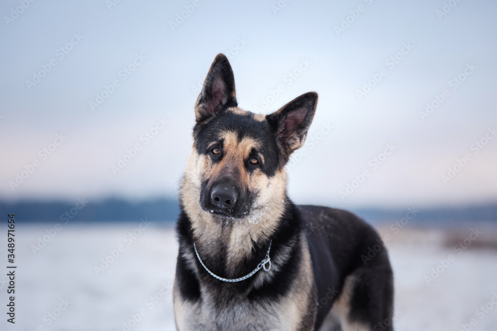 dog in the winter in the snow. active east european shepherd plays in nature dog in the winter in the snow. active east european shepherd plays in nature