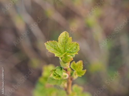 A young currant leaf is blooming. It was spring in the garden.