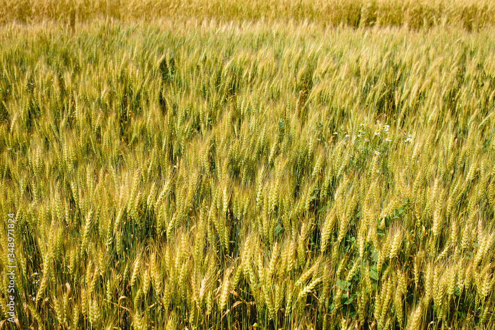 wheat wheat