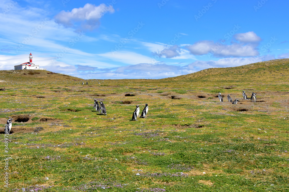 Penguins and a Lighthouse on Magdalena Island, Chile