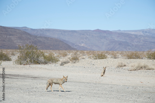 Coyote sobre el desierto de Death Valley