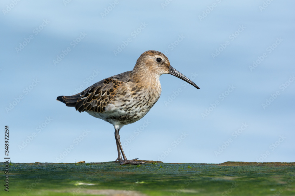 Dunlin (Calidris alpina) perched on the mossy breakwater, coast of Baltic Sea, Poland, Europe Dunlin (Calidris alpina) perched on the mossy breakwater, coast of Baltic Sea, Poland, Europe
