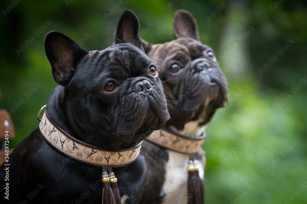 Portrait of two dogs French Bulldogs