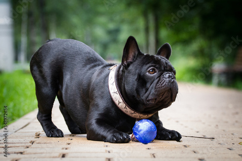 Black dog french bulldog play with ball