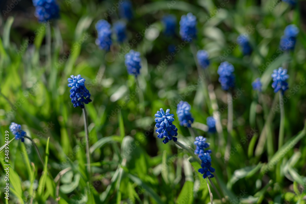 View of a tiny bright blue flowers and green grass growing from the ground in spring