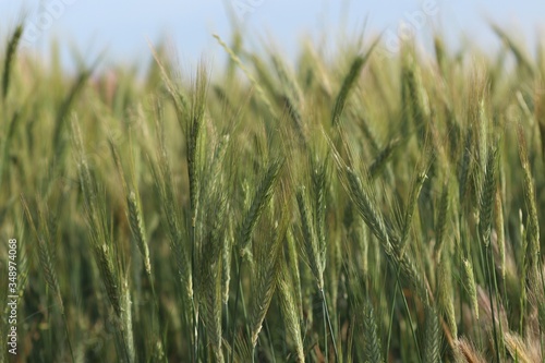 green field of barley  © Antonio