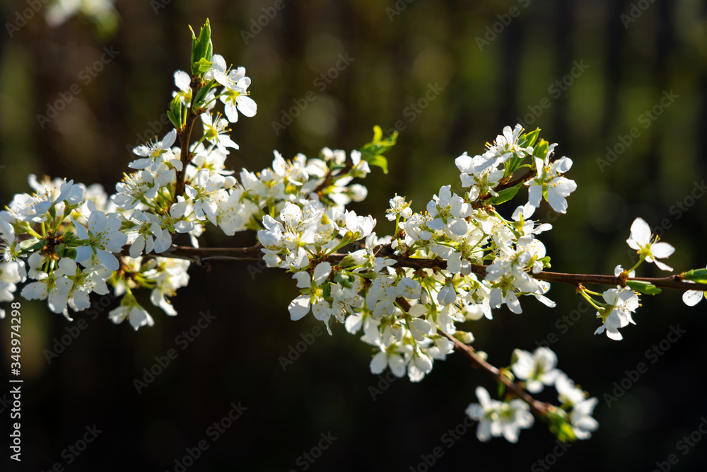 Closeup view of a branch of blooming plum tree with tiny white flowers in the garden in spring Closeup view of a branch of blooming plum tree with tiny white flowers in the garden in spring
