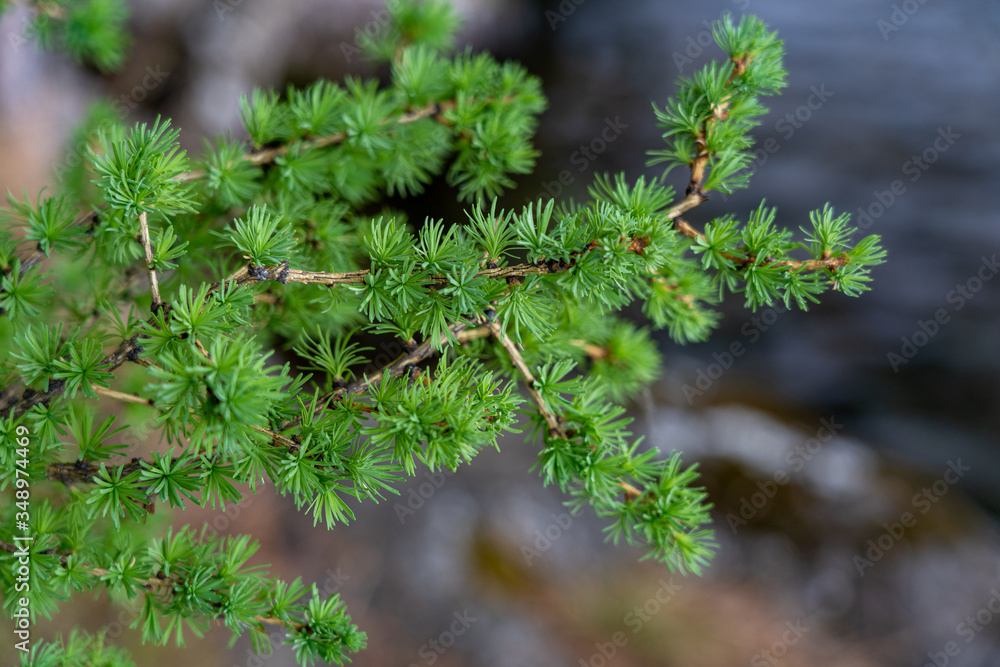 Macro view of a tree branch with tiny green needles in a daylight in spring Macro view of a tree branch with tiny green needles in a daylight in spring