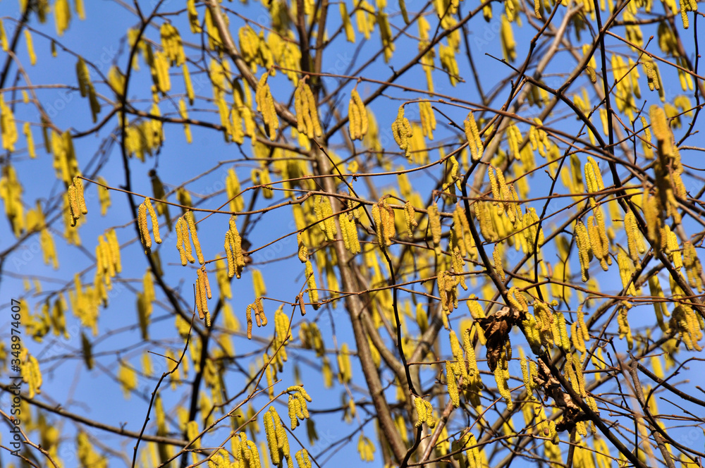 In the spring, hazel (Corylus avellana) blooms in the forest In the spring, hazel (Corylus avellana) blooms in the forest