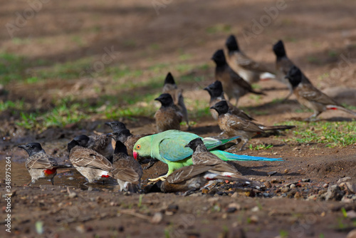 feeding birds in the water