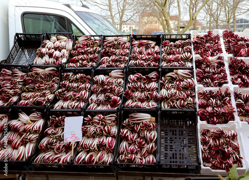 crates full of fresh red lettuce called Radicchio tardivo which photo