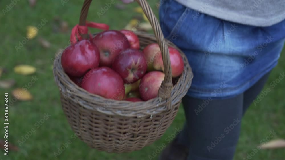 Farmer's hands hold a large basket full of red apples Farmer's hands hold a large basket full of red apples