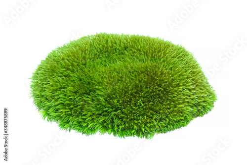 Green moss isolated on a white background close-up. moss on a white background. Full focus. No shadows. 