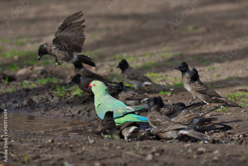 feeding birds in the water