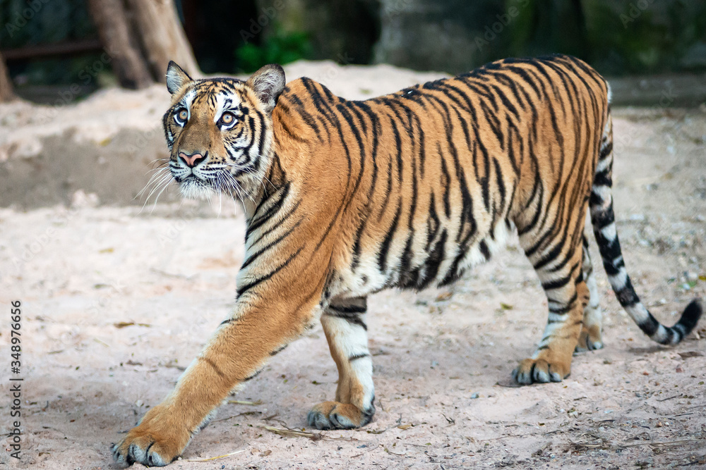 The tiger looked something on the tree. The tiger looked something on the tree.
